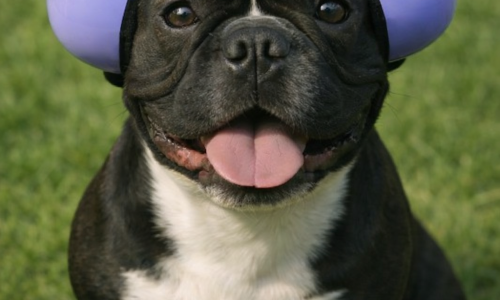 FIM DE ANO PARA VOCÊ, PESADELO PARA SEU CACHORRO?